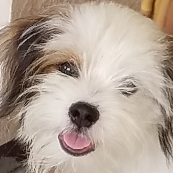 Meet your Posher, Paul simmoun - Picture 4 of 6